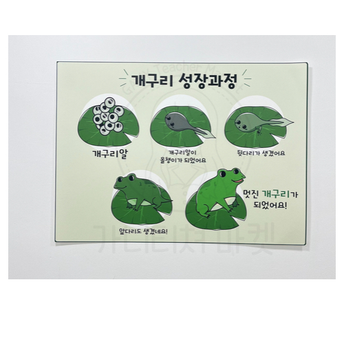개구리 성장과정 포스터
