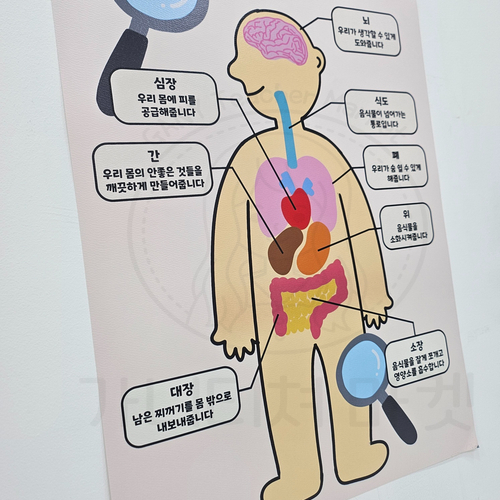 우리몸의 구조와 기능