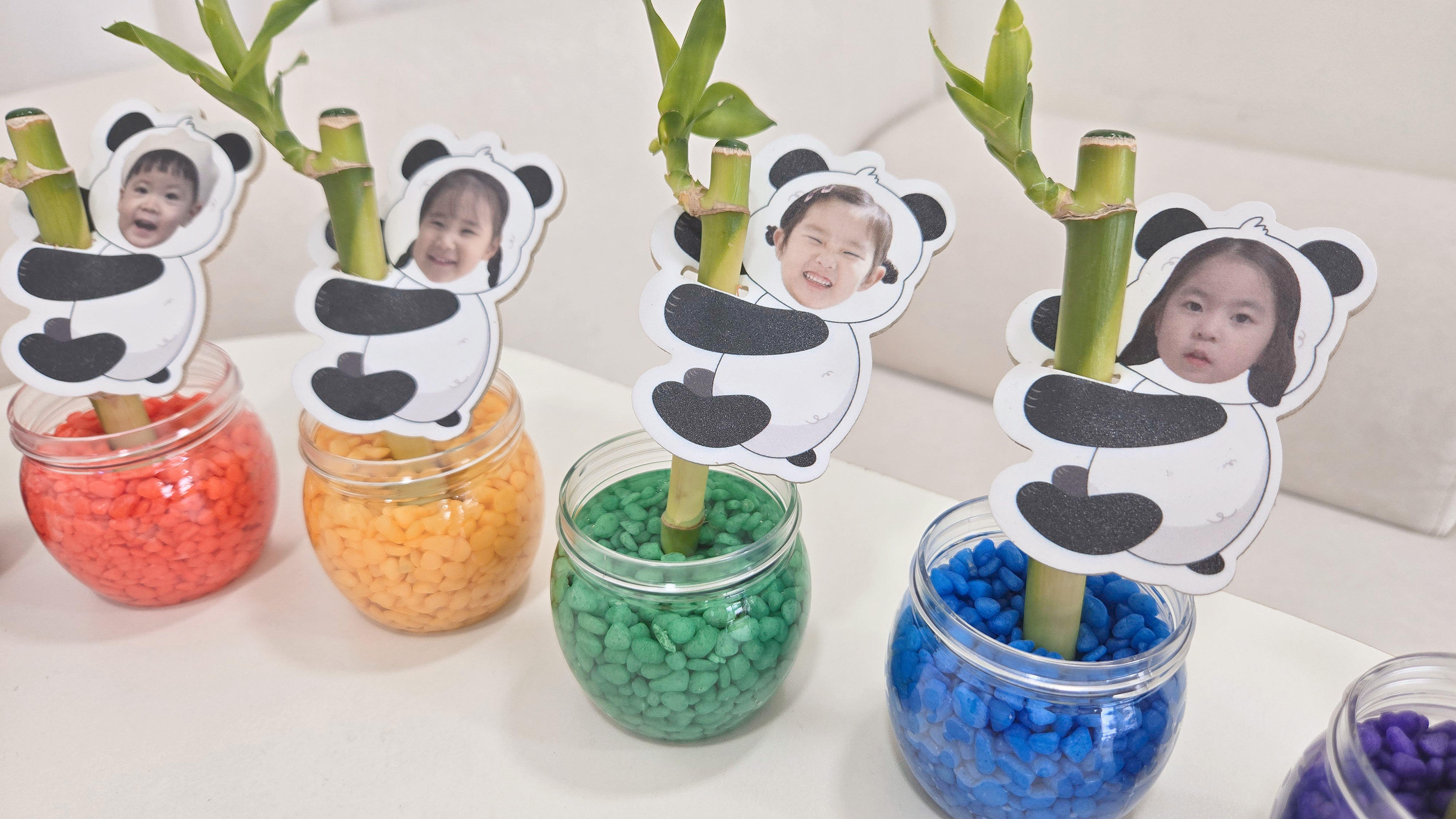 식목일 판다개운죽키우기