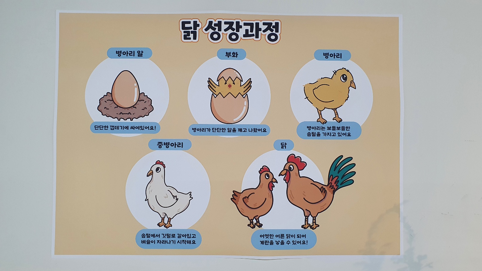 닭 성장과정 포스터