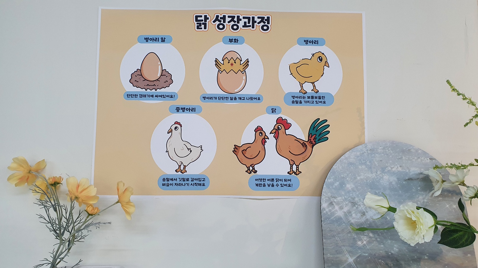 닭 성장과정 포스터