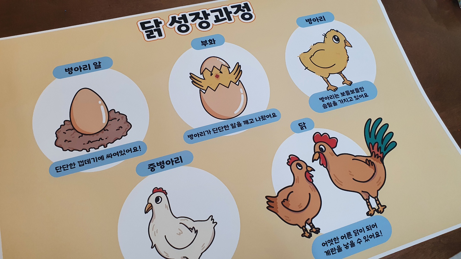 닭 성장과정 포스터