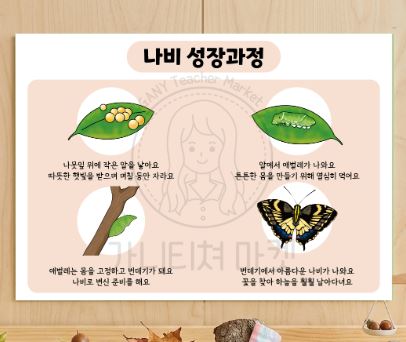 나비의 성장과정 포스터
