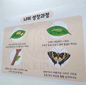 나비의 성장과정 포스터